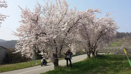 Mandelblüten, Bild 2 (© Rudolf, Berger)