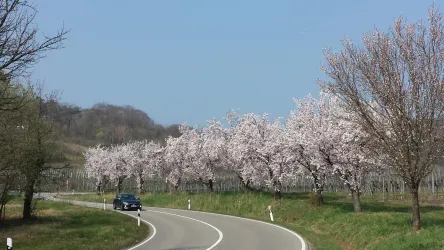 Mandelblüten, Bild 1 (© Rudolf, Berger)