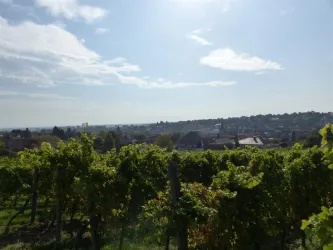 Blick aus den Weinbergen auf das Dorf (© Klaus Tscheres)