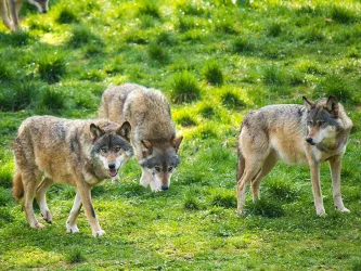 Wölfe im Wildpark (© Wild-und Wanderpark)