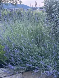 Ein blühender Lavendelbusch mit lila Blüten. Im Hintergrund sind sanfte Hügel und ein klarer Himmel zu sehen.