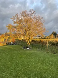 Ein schöner Baum mit goldenem Laub steht auf einer grünen Wiese. Im Hintergrund sind Weinreben und bewölkter Himmel zu sehen.