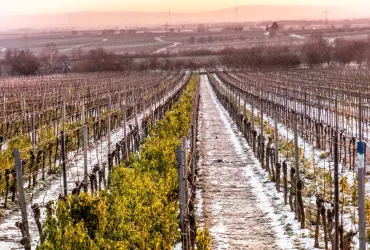 Winter im Wingert