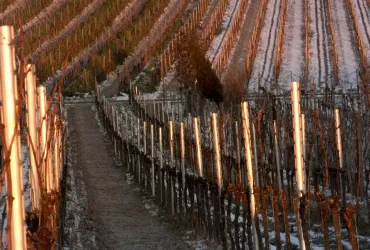Winter im Wingert