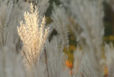 Herbstambiente im Wingert