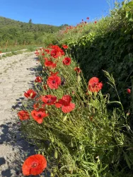 Kübelweg