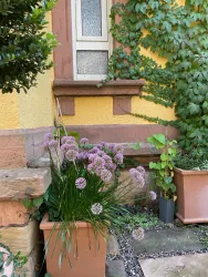 Villa Botanica - von Pflanzen umrankt.