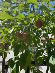 Leckere Früchte im Vorgarten....