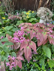 Schnappschuss im Elfengarten