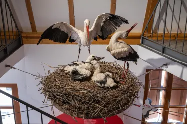 Südliche_Weinstrasse_RS13244_POI_Bornheim_Storchen