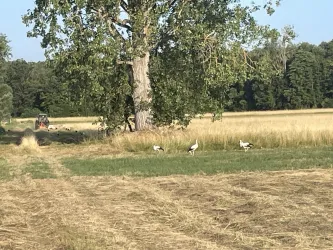 Ein ruhiges Landschaftsbild mit einem großen Baum und Störchen, die auf einer grünen Wiese stehen. Im Hintergrund ist ein Traktor in einem goldenen Feld zu sehen.