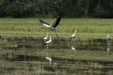 Ein paar Störche stehen im Wasser und auf dem Gras. Ein Storch fliegt über die Szene.