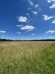 Ein weites Feld mit hohem Gras und einem klaren blauen Himmel. Am Horizont sind einige Bäume zu sehen.