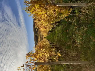 RebenHerbst