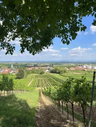 SonnenbergvomKleinenWeintor