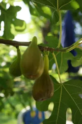 Feigenbaum (© Sand-Stockmann)