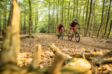 Mountainbiken im Pfälzerwald