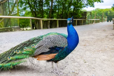 Wildpark Potzberg in Föckelberg