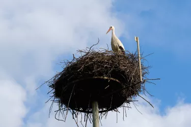 180503-182757-XT2A3998-1-storch--2400