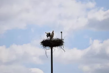 Storchennest