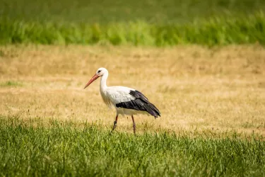 Storch in der Pfalz