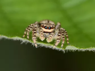 Springspinne