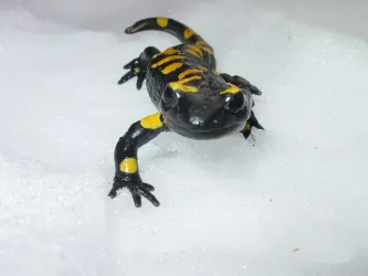 Salamander