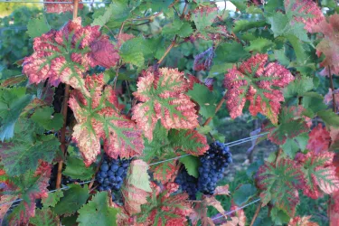 Herbst in Bockenheim (© Simone Te-Strote)