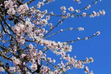 Mandelblüte in Bockenheim (© Simone Te-Strote)