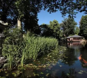 Oberer Teich mit Kois (© Stadt  Kaiserslautern)