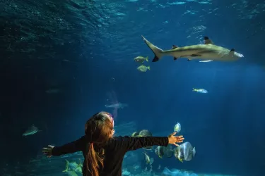 Eintauchen in die Unterwasserwelt im Sea Life (© Sea Life Deutschland)