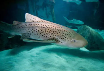 Zebrahai Franz- neu im Sea Life Speyer ab Feb. 24 (© Sea Life Deutschland)