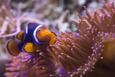 Clownfisch (© Dirk Eisermann)