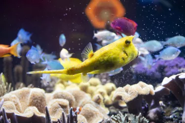bunte Unterwasserwelt im Sea Life Speyer (© Sea Life Deutschland)