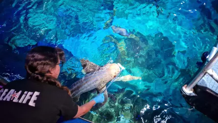 Zebrahai Lissi bei der Fütterung (© SeaLife Speyer)