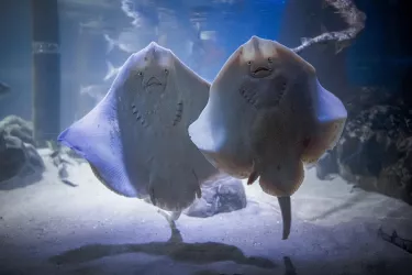 Rochenpaar im Sea Life Speyer (© Sea Life Deutschland)
