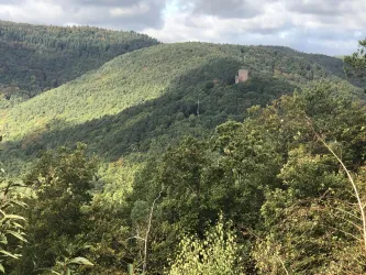 Wanderung im Pfälzerwald