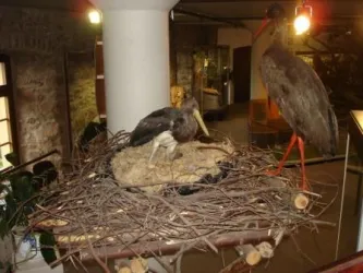 Vögel (© FVZV Pfälzer Bergland)