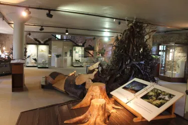Naturkundemuseum (© FVZV Pfälzer Bergland)