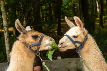 Lamas 2 (© Verein SÜW Annweiler e.V., Fotograf: Dominik Ketz)