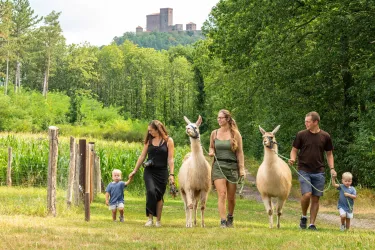Lamas (© Verein SÜW Annweiler e.V., Fotograf: Dominik Ketz)