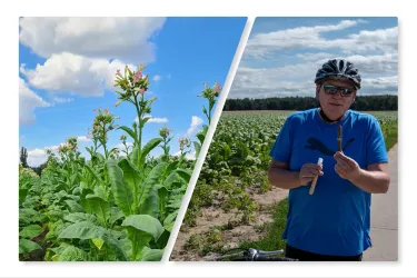 Ein Feld mit Tabakpflanzen unter einem blauen Himmel und weißen Wolken. Ein Mann in einem blauen Shirt hält eine Zigarette und steht auf einem Radweg.
