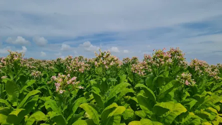Ein Feld mit blühenden Pflanzen und üppigem grünem Blattwerk. Der Himmel ist blau mit einigen Wolken.