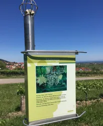 Ein Schild in einem Weinberg mit Informationen über die Malvasia-Traube. Im Hintergrund sind Häuser und ein klarer blauer Himmel zu sehen.