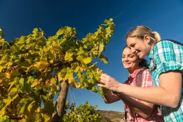 Zwei Frauen ernten Trauben in einem Weinberg. Sie lächeln und genießen die Arbeit unter einem klaren blauen Himmel.