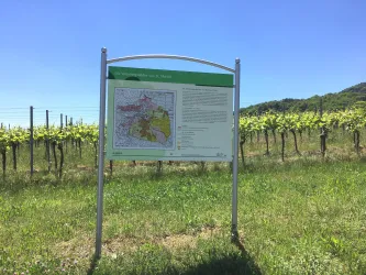 Ein Informationsschild über Weinbau in einem Weinberg. Im Hintergrund sind üppige Weinreben und ein blauer Himmel zu sehen.