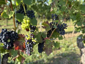Eine Traube mit reifen schwarzen und grünen Weintrauben wächst im Weinberg. Im Hintergrund sind sanfte Hügel und Pflanzen zu sehen.
