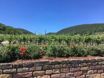Ein malerischer Weinberg mit grünen Reben und einem klaren blauen Himmel. Im Vordergrund blühen bunte Rosenbüsche entlang einer Steinterrasse.