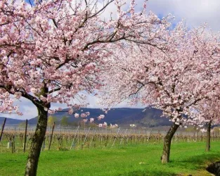 Mandelblüte (598x478)