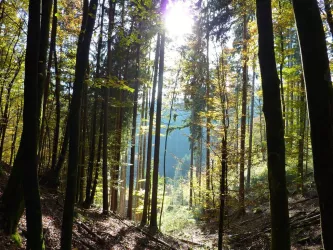 Pfalzerwald